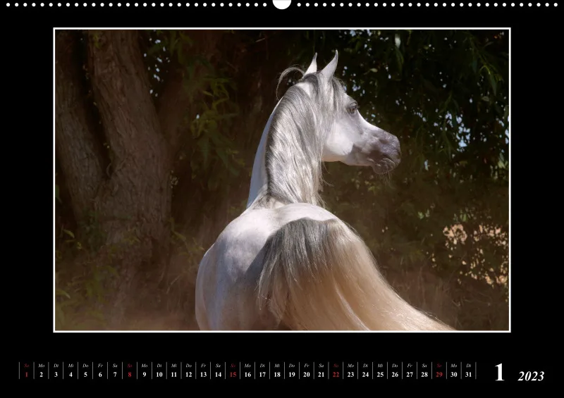 Beloved Arabian Horses 2023