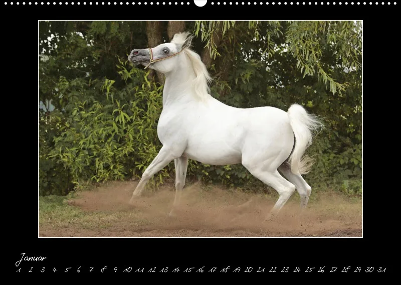 Arabian Passion Forever - der immerwährende Kalender !