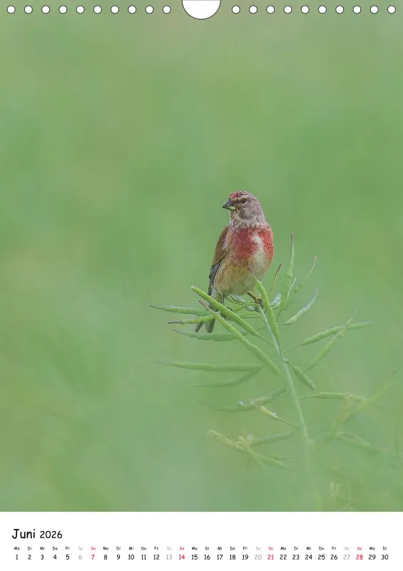 Lidias Vogelwelt