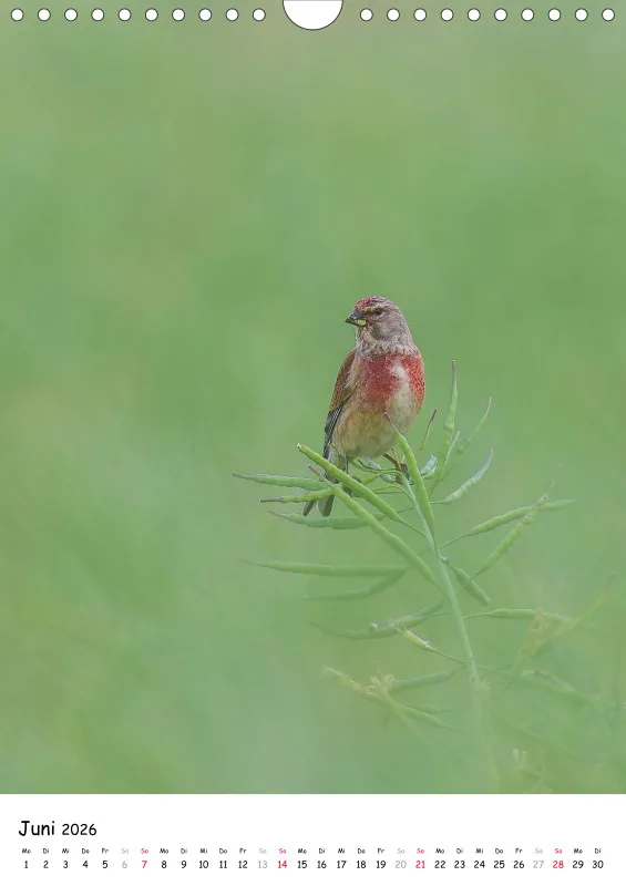 Lidias Vogelwelt