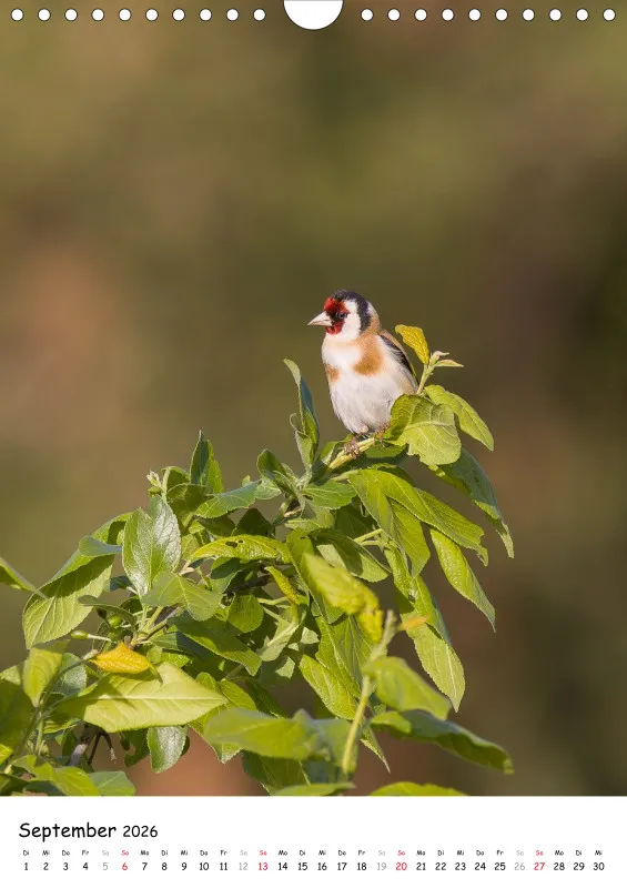 Lidias Vogelwelt