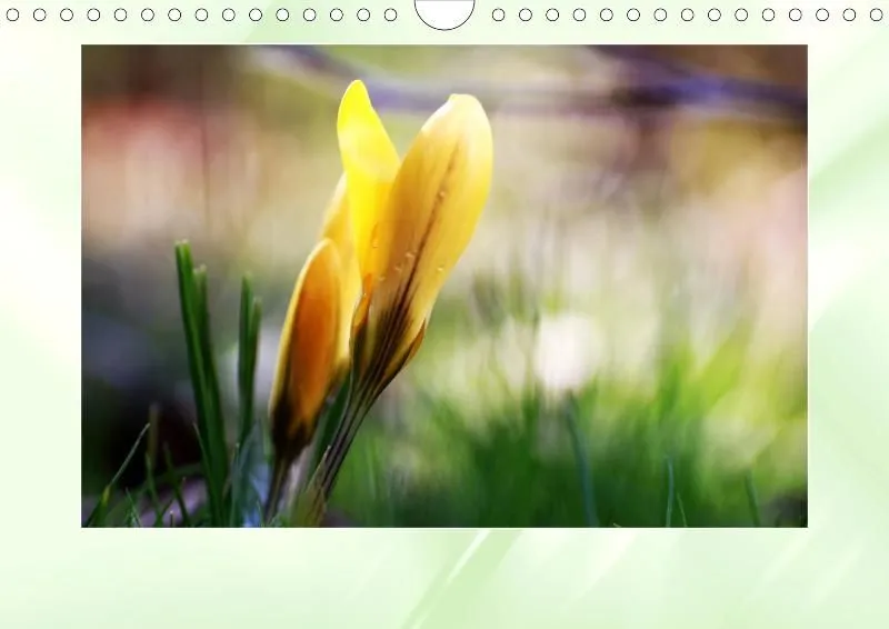Blumen 2021
