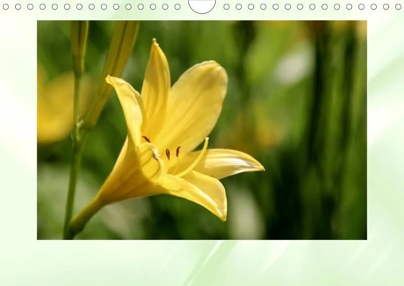 Blumen 2021