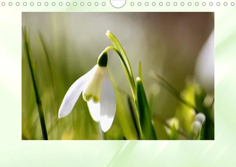 Blumen 2021