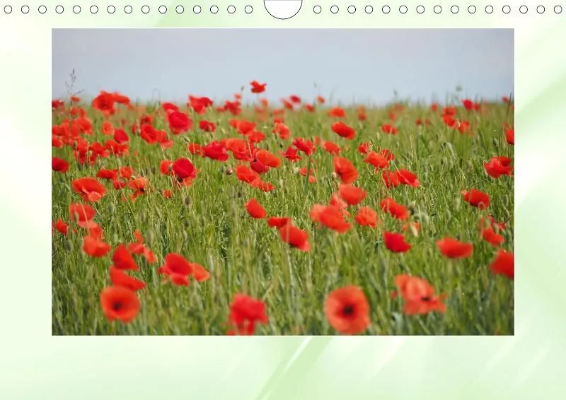 Blumen 2021