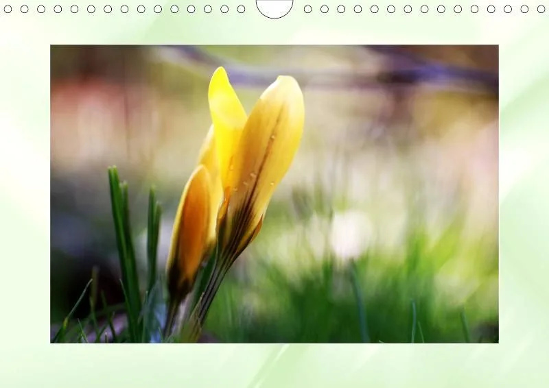 Blumen 2021
