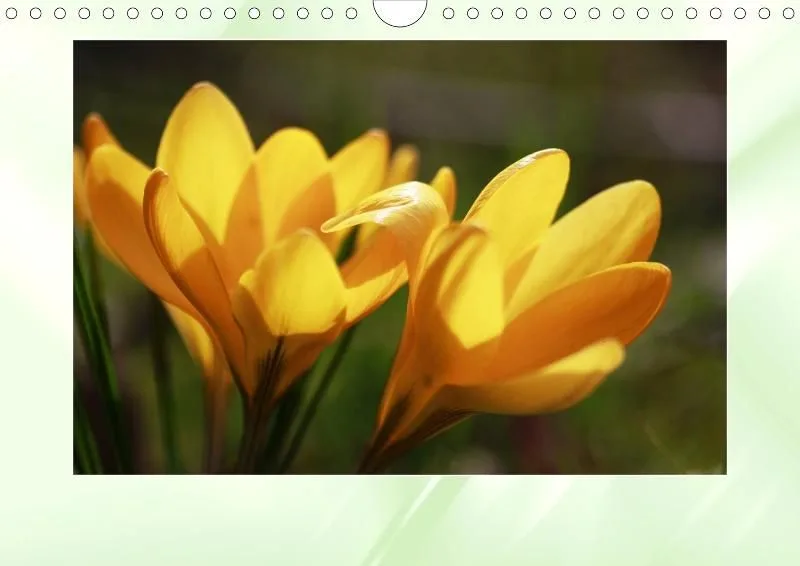 Blumen 2021