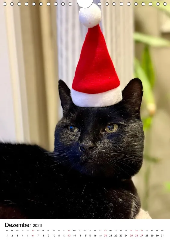 Gartenkatze Petersilie 2026 A4 Kalender Hochformat