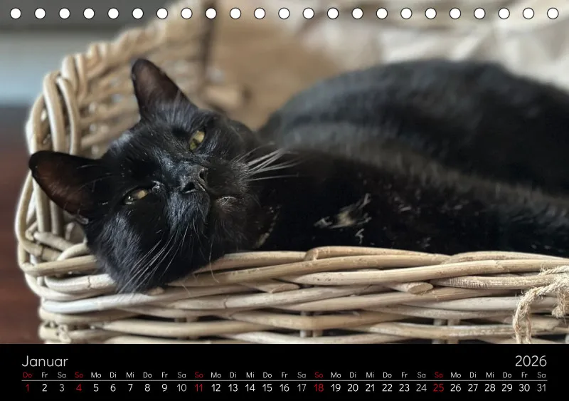 Gartenkatze Petersilie 2026