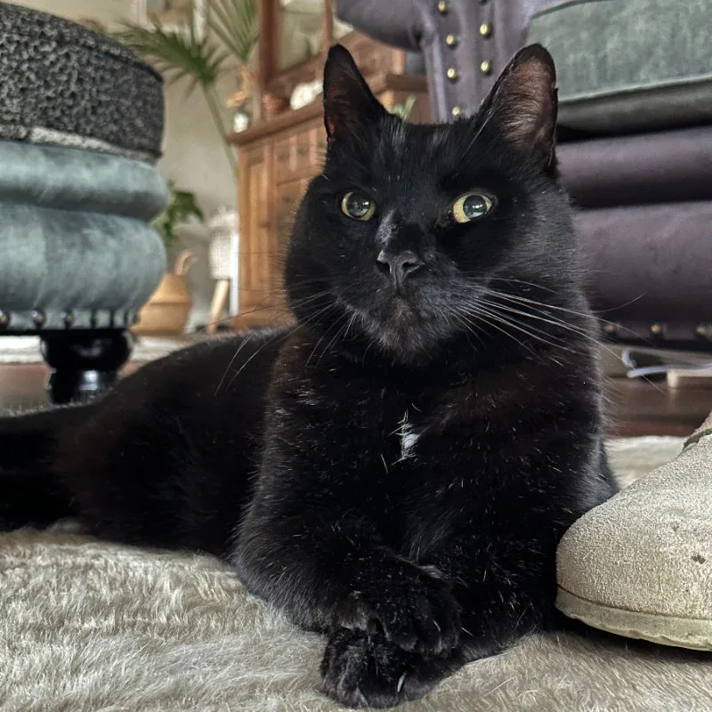 Gartenkatze Petersilie Sofakissen