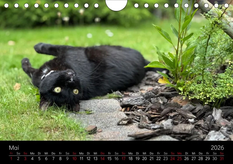 Gartenkatze Petersilie 2026 A5 Kalender