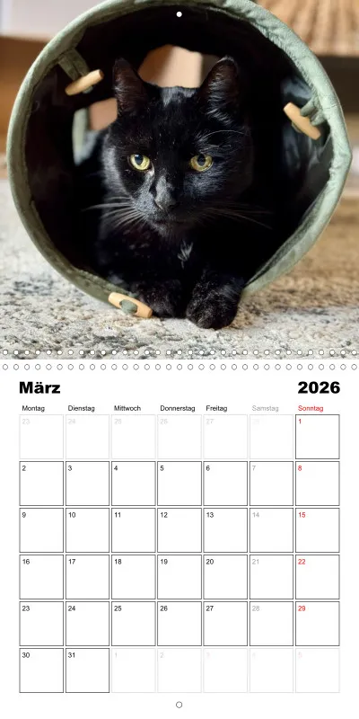 Gartenkatze Petersilie 2026
