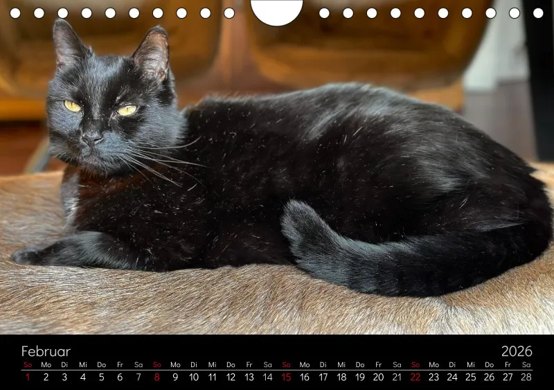 Gartenkatze Petersilie 2026 A5 Kalender