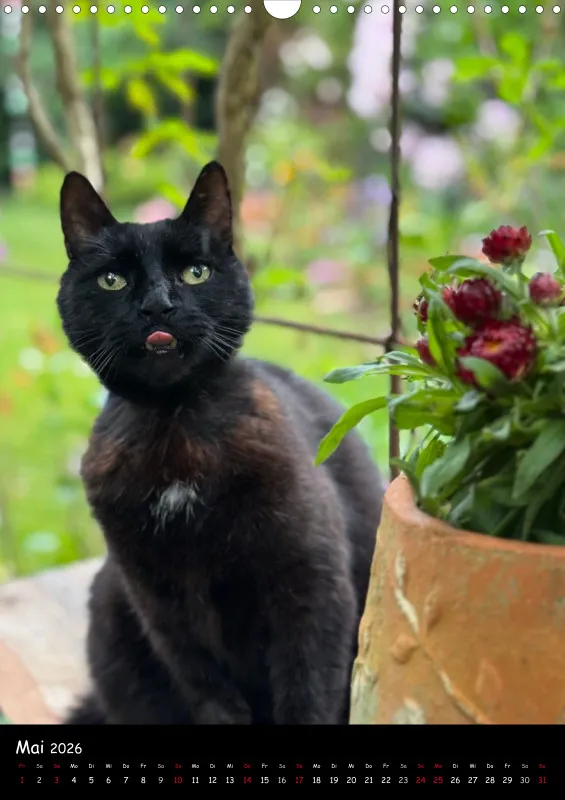Gartenkatze Petersilie 2026