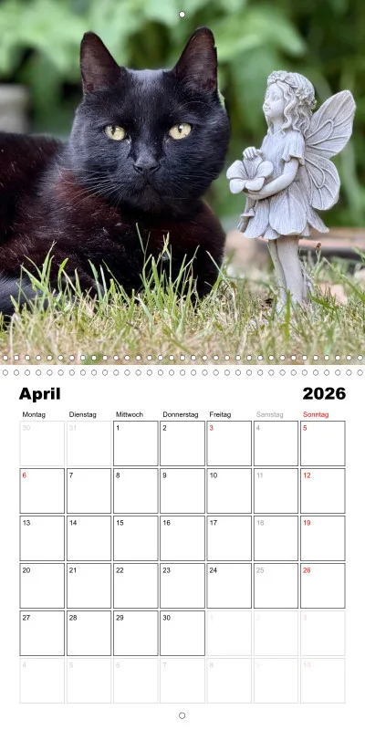Gartenkatze Petersilie 2026