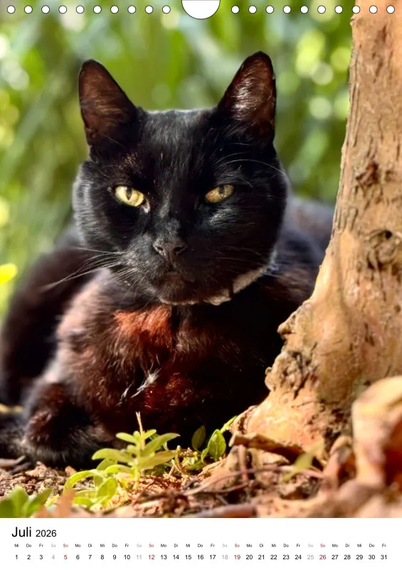 Gartenkatze Petersilie 2026 A4 Kalender Hochformat