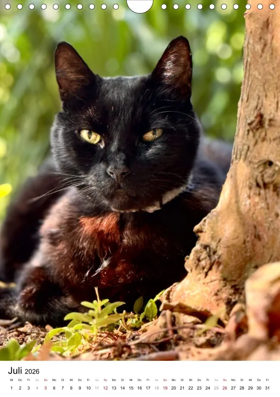 Gartenkatze Petersilie 2026 A4 Kalender Hochformat