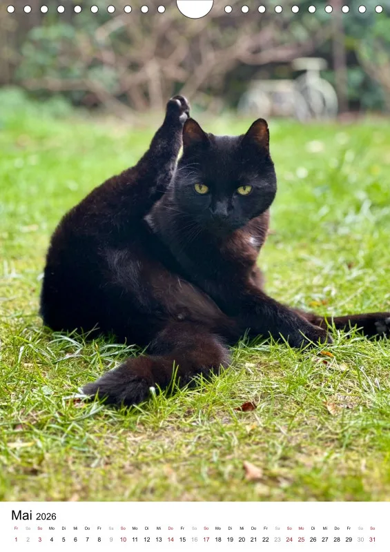 Gartenkatze Petersilie 2026 A4 Kalender Hochformat