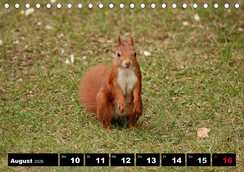 HH 2026 Tisch-Wochenkalender A5