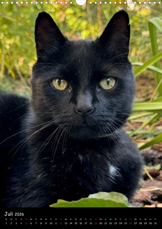 Gartenkatze Petersilie 2026