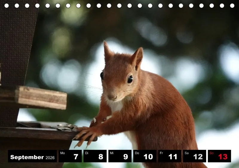 HH 2026 Tisch-Wochenkalender A5