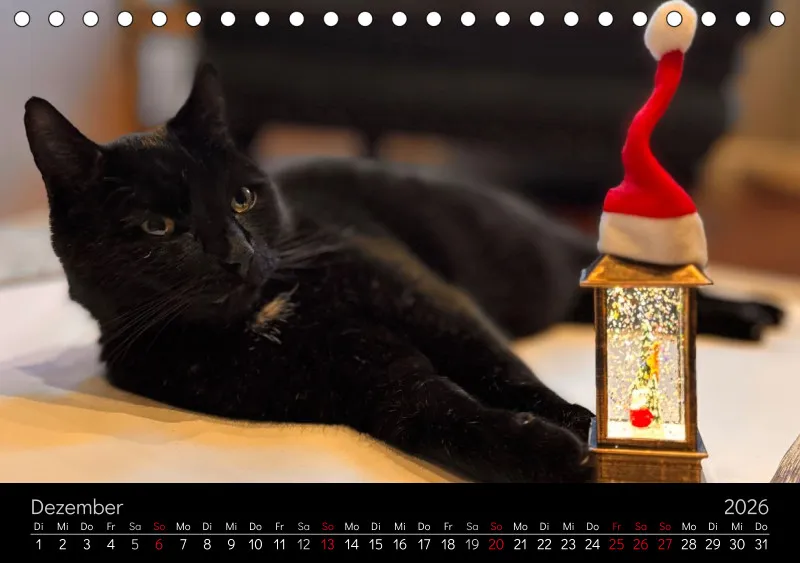 Gartenkatze Petersilie 2026