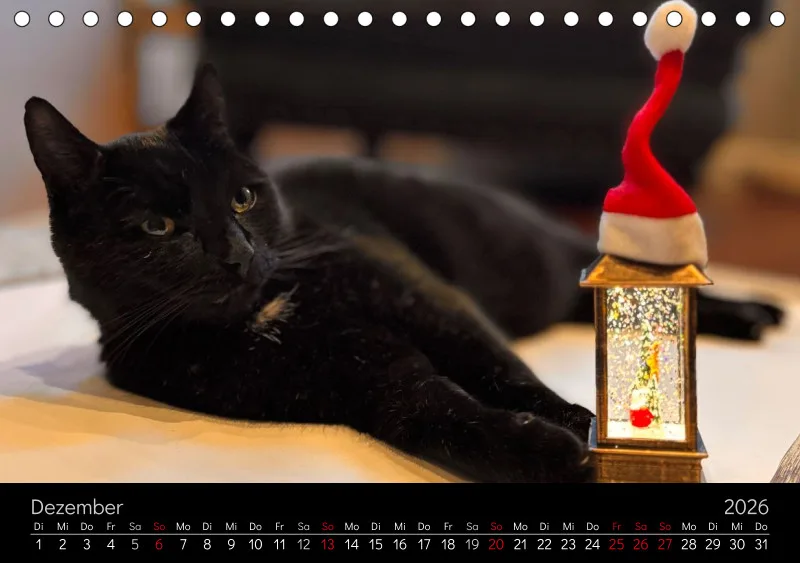 Gartenkatze Petersilie 2026