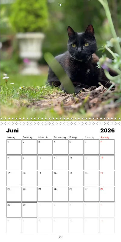 Gartenkatze Petersilie 2026