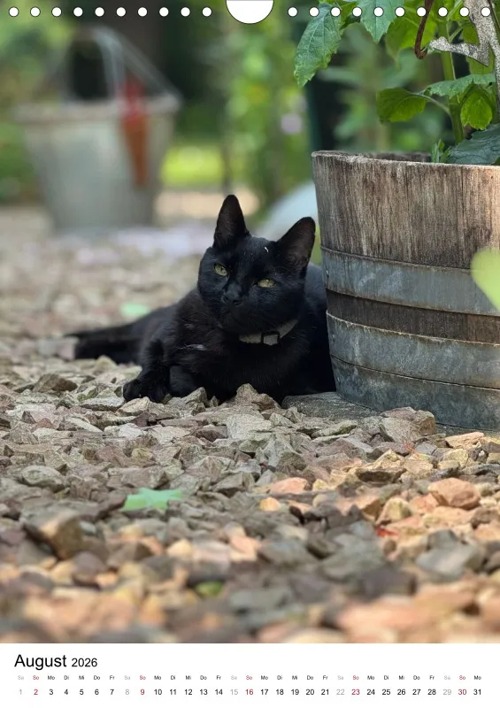 Gartenkatze Petersilie 2026 A4 Kalender Hochformat