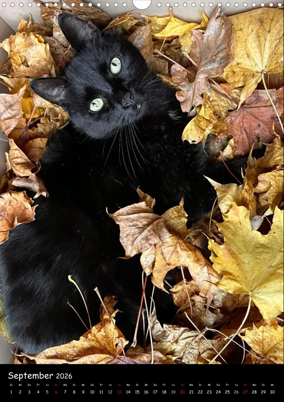 Gartenkatze Petersilie 2026