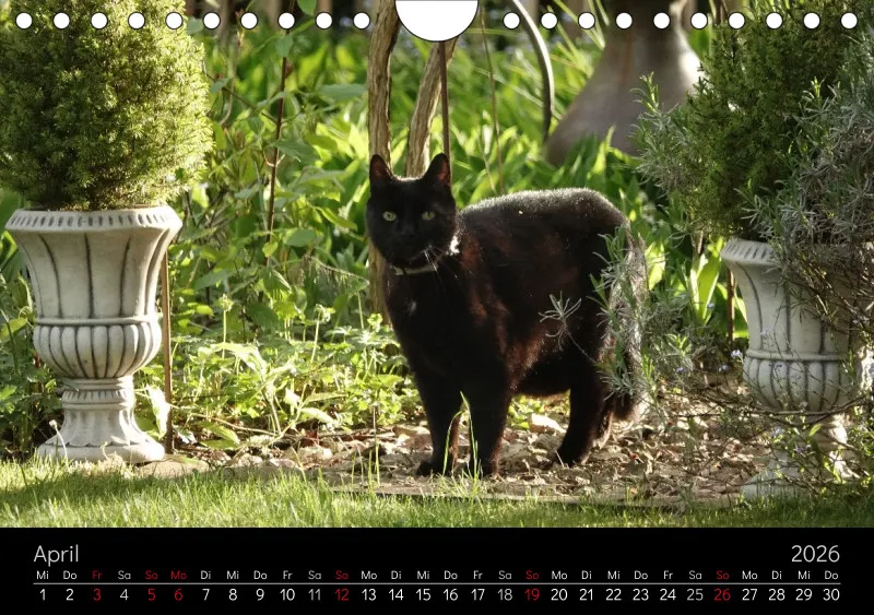 Gartenkatze Petersilie 2026 A5 Kalender