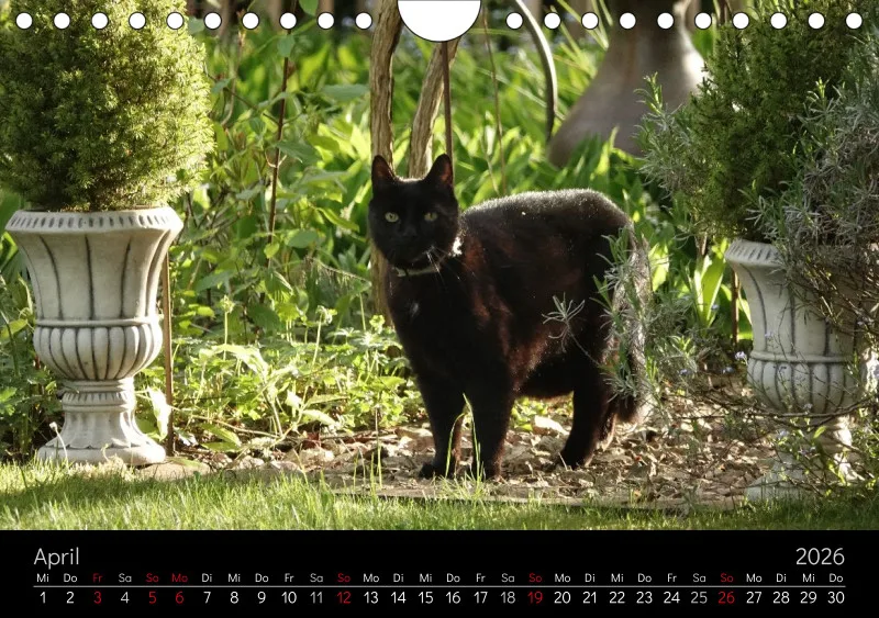 Gartenkatze Petersilie 2026 A5 Kalender