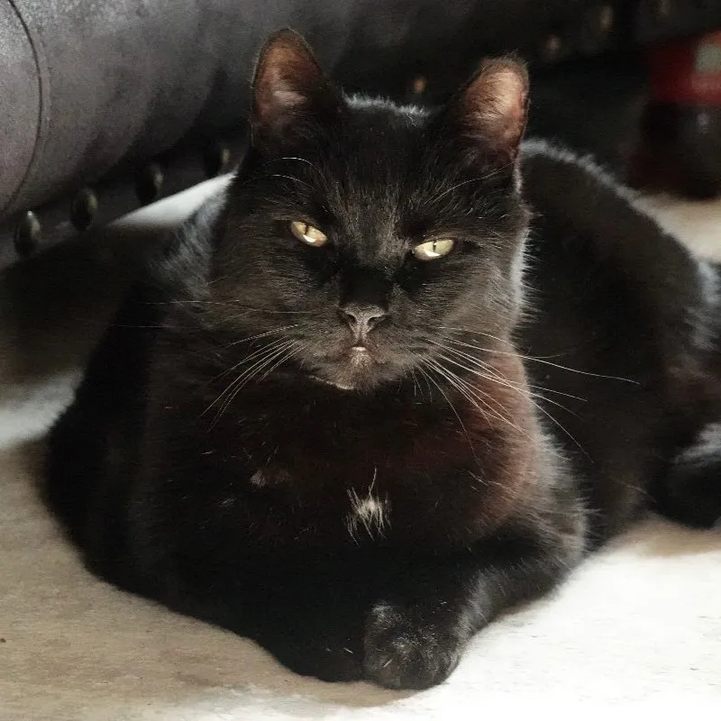Gartenkatze Petersilie Samtkissen
