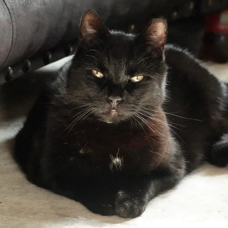Gartenkatze Petersilie Samtkissen