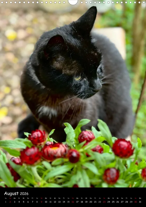 Gartenkatze Petersilie 2026