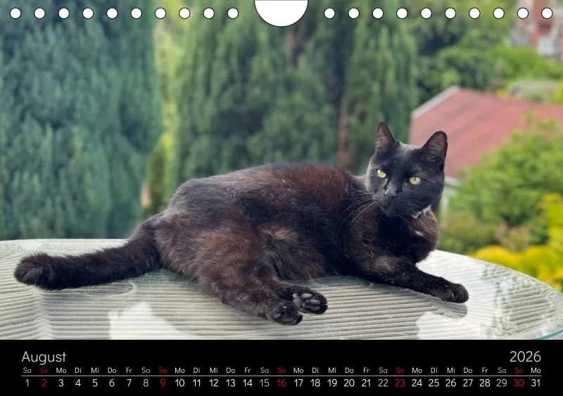 Gartenkatze Petersilie 2026 A5 Kalender