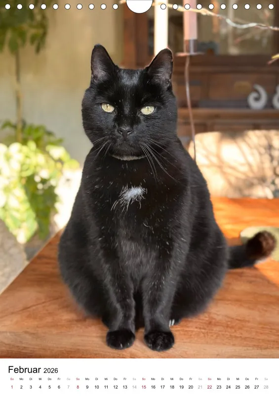 Gartenkatze Petersilie 2026 A4 Kalender Hochformat