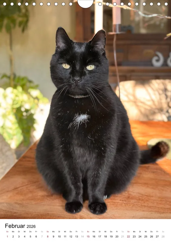 Gartenkatze Petersilie 2026 A4 Kalender Hochformat