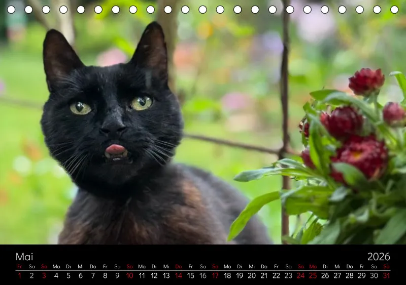 Gartenkatze Petersilie 2026