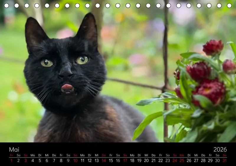 Gartenkatze Petersilie 2026