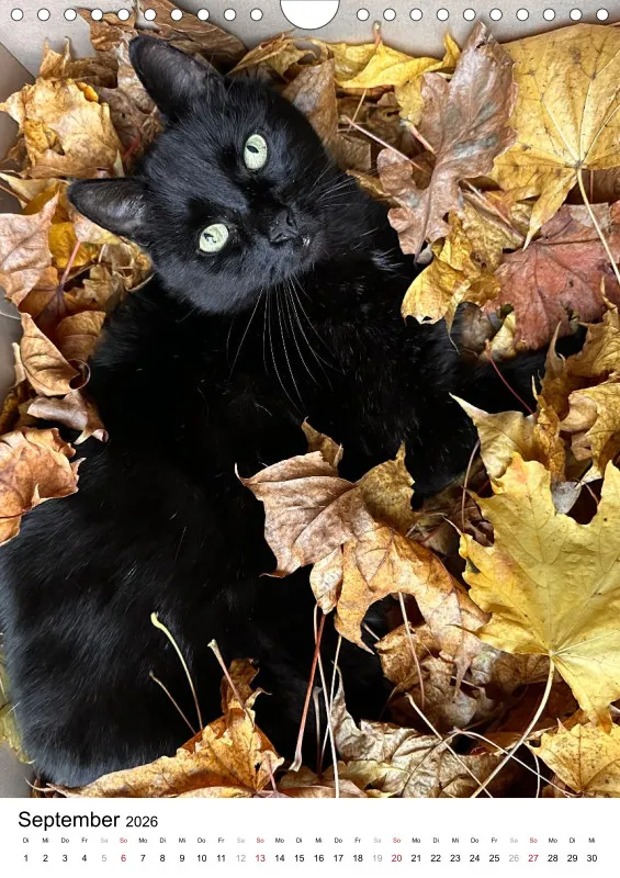 Gartenkatze Petersilie 2026 A4 Kalender Hochformat