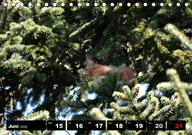 HH 2026 Tisch-Wochenkalender A5