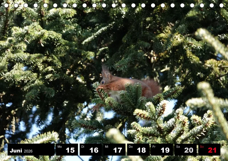 HH 2026 Tisch-Wochenkalender A5