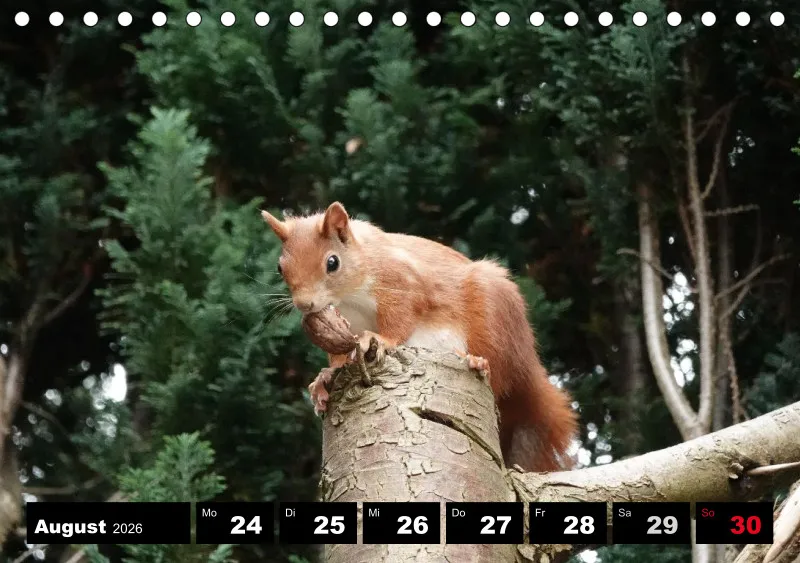 HH 2026 Tisch-Wochenkalender A5