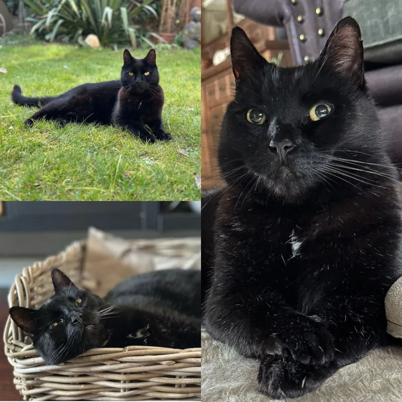 Gartenkatze Petersilie Kissen