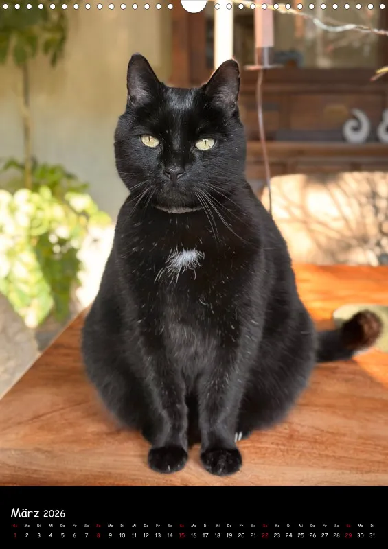 Gartenkatze Petersilie 2026