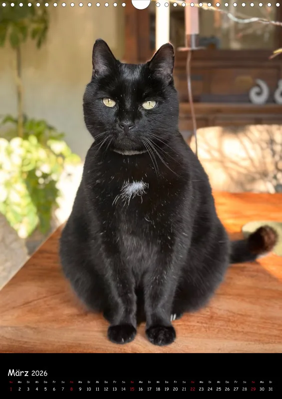 Gartenkatze Petersilie 2026