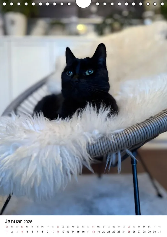 Gartenkatze Petersilie 2026 A4 Kalender Hochformat