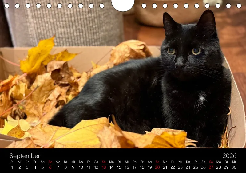 Gartenkatze Petersilie 2026 A5 Kalender