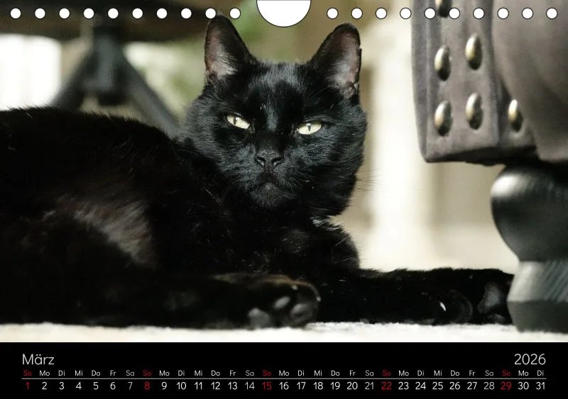 Gartenkatze Petersilie 2026 A5 Kalender